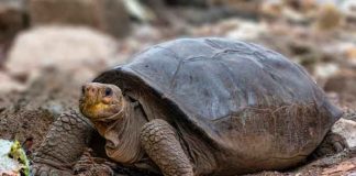 ciencia, galapagos, tortuga, descubrimiento, caracteristicas