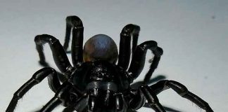 ciencia, araña, nueva especie, descubrimiento, caracteristicas