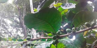 nicaragua, ometepe, cosecha cafetalera 2021-2022, productores,