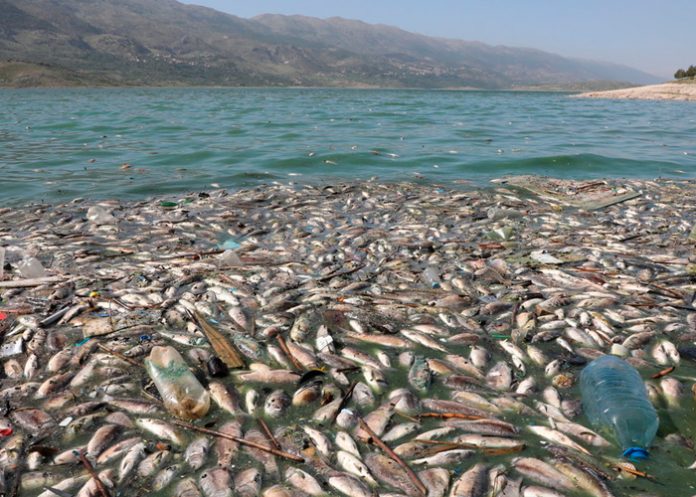 libano, peces muertos, aparicion, lago artificial, autoridades, desastre ecologico,