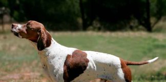 argentina, san justo, asesinato, perro, disparo, video, redes sociales,