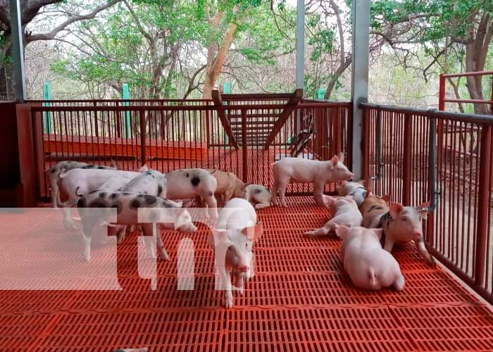 Nicaragua, cerdos, Inseminación de porcinos, INATEC,