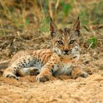 Lince ibérico, millar de ejemplares,primera vez, 20 años,