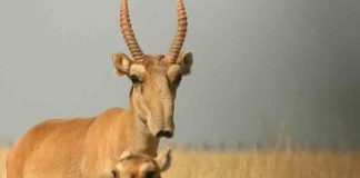 asia, antilopes saiga, muerte, animales en peligro de extincion,