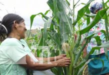 nicaragua, cultivo, produccion, agricultura,