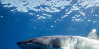 california, tiburones blancos, ciencia,