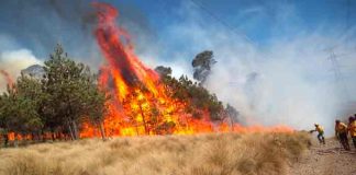 mexico, incendios forestales, medio ambiente, fuego,