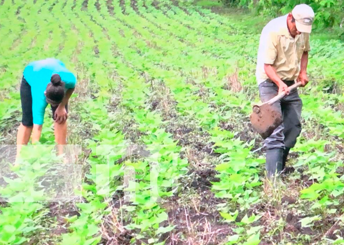 Nicaragua, nueva segovia, productores, ciclo agrícola 2021