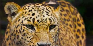 pakistan, leopardos, animales,