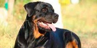 estados unidos, california, bebe, muerte, rottweilers, familia,