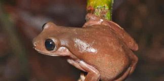 nueva guinea, ciencia, rana de chocolate, nueva especie,