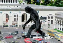 Rusia, Internautas, King Kong, vida real,