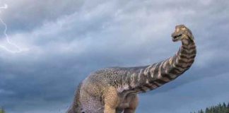 ciencia, australia, descubrimiento, dinosaurio, caracteristicas