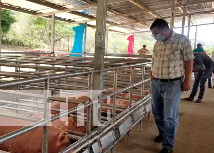 Nicaragua, nueva segovia, granja, inseminación artificial porcina, 