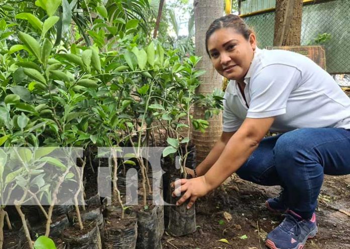 nicaragua, dia nacional del arbol, arboretum, conmemoracion,