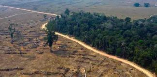 brasil, medio ambiente, deforestacion, amazonia,