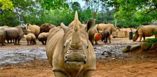 japon, rinoceronte, animales,