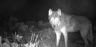 estados unidos, colorado, lobos, animales,