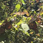 california, mariposas monarca, algodoncillo,
