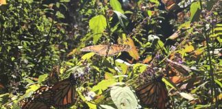 california, mariposas monarca, algodoncillo,