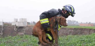 mexico, rescate, perros, socavon,