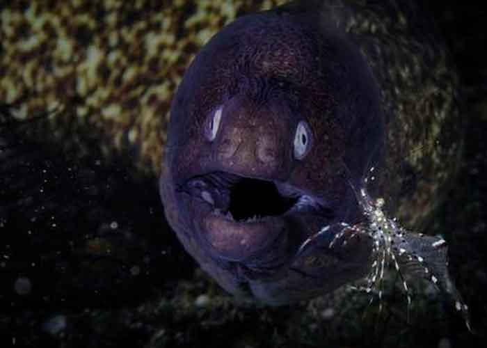 Insólito: Chinito ocupa anguila como supositorio
