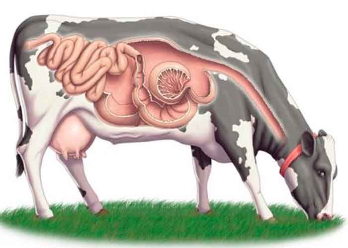 ciencia, estudio, microbios, estomago de las vacas, plasticos