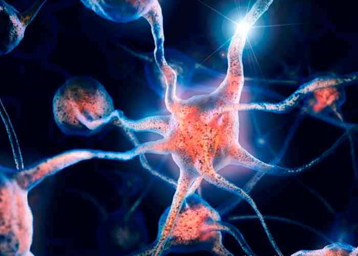 salud, ciencia, cerebro, estudio, nuevas neuronas