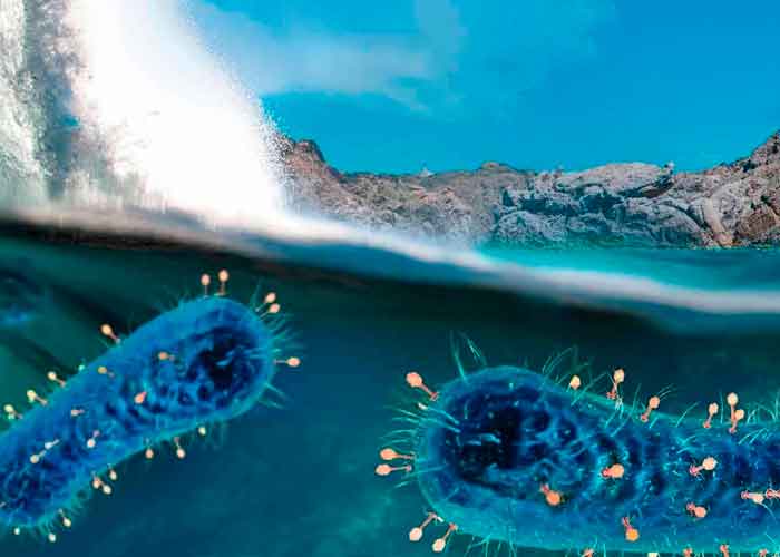 Descubren  virus gigante en el lugar más profundo de la Tierra