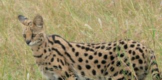 serval, especie, felino, buscando,