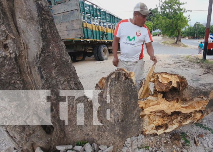 Foto: Fuertes vientos dejan árboles colapsados en Mozonte y daños en Ocotal / TN8