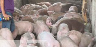 200 bonos de cerdas para mejorar el hato porcino en Nueva Segovia / FOTO / TN8