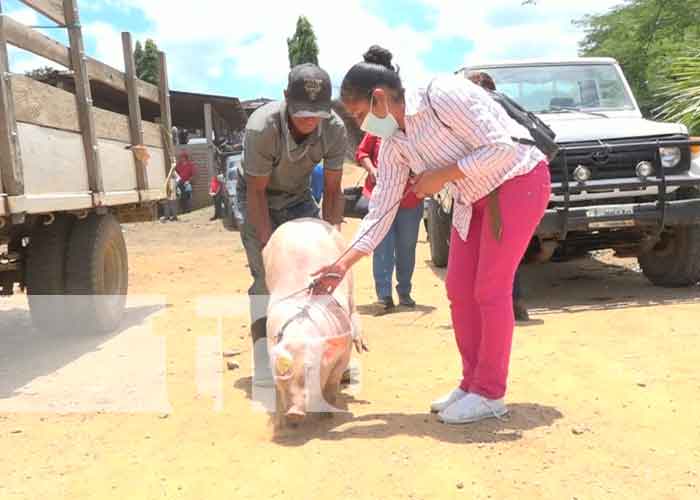 200 bonos de cerdas para mejorar el hato porcino en Nueva Segovia / FOTO / TN8 