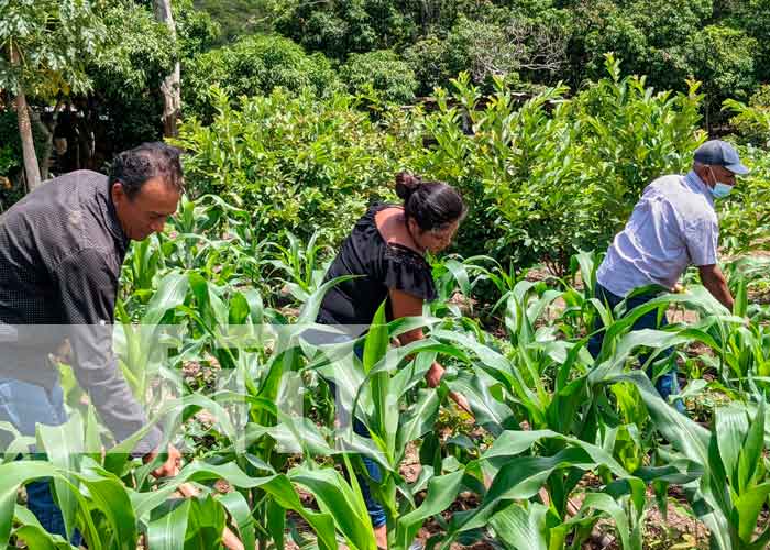 Imágenes de campesinos aporcando maíz en Jalapa