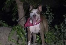 Perro "Rambo" que atacó a su dueño en Chinandega