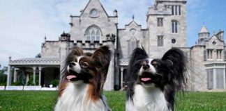 Día Mundial del Perro: Un día para hacer conciencia a no abandonarlos / FOTO / TIMOTHY A. CLARY / AFP