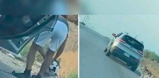 ¡Sin corazón! Perrito es abandonada por su dueño en una carretera de Texas