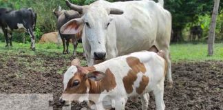 Ganado en Siuna, parte del programa de inseminación artificial