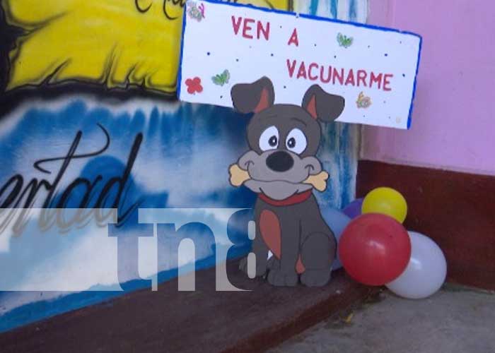 Vacunación contra la rubia en Managua, por el Día Mundial del Perro