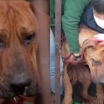 Perrito llora al ser rescatado de un matadero clandestino en Corea del Sur