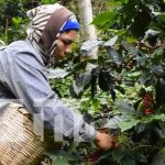 Producción del café en Nicaragua