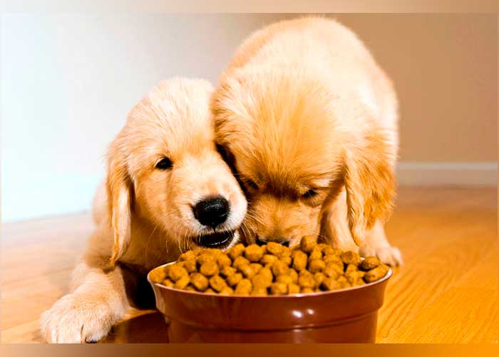 Alimentos nutritivos a nuestros perros