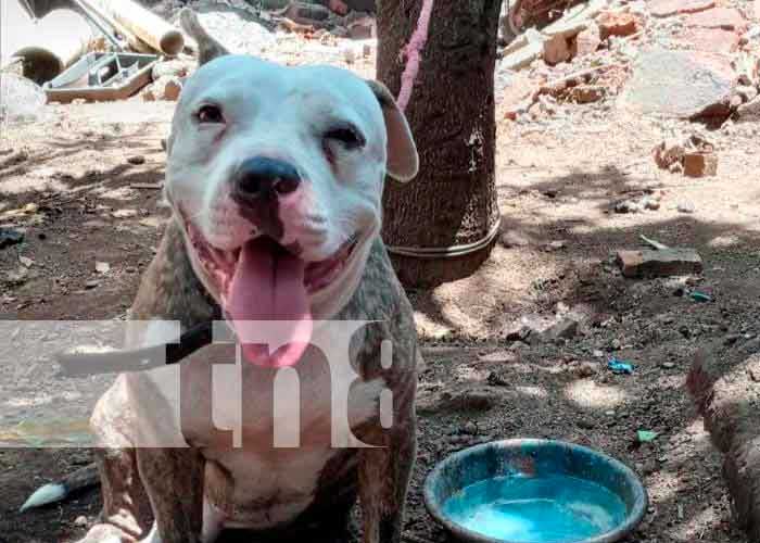 Referencia del caso de perro Pitbull en Chinandega
