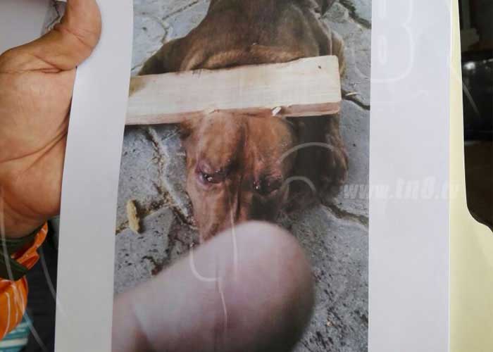 Referencia del caso del perro Zeus en Managua