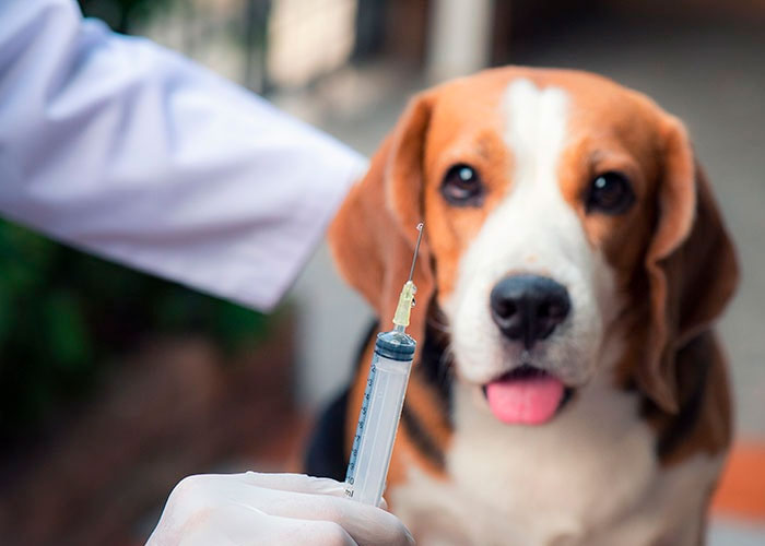 Vacuna-bienestar para nuestras mascotas