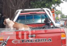 Lugar en Masaya donde se registró ataque de dos perros Pitbull