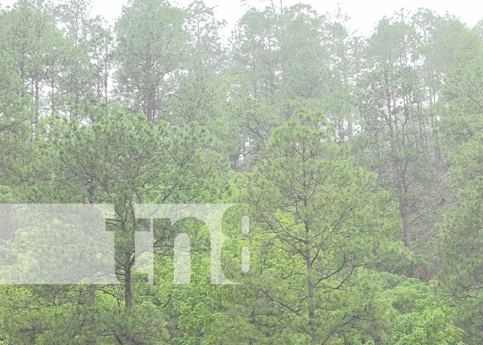 Imágen de bosque de pinos en el departamento de Nueva Segovia 