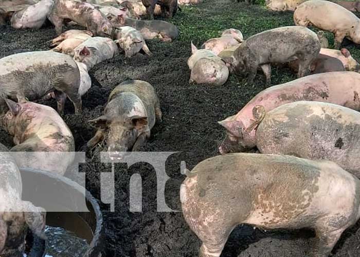 Inversión para el hato porcino en Río San Juan
