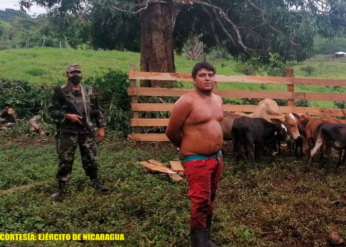 Foto: Ejército de Nicaragua realizó la ocupación de semovientes y equino / EN