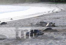 Reserva La Flor, en Rivas, santuario de tortugas